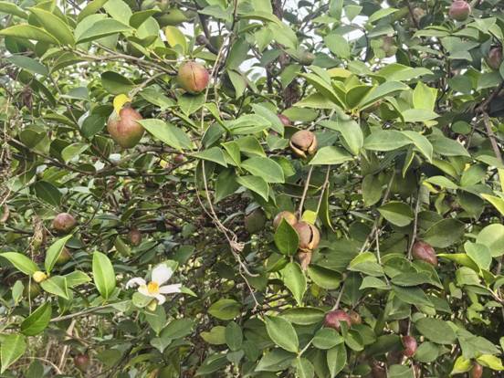 城關鎮(zhèn)：“花果同框”照“豐景”